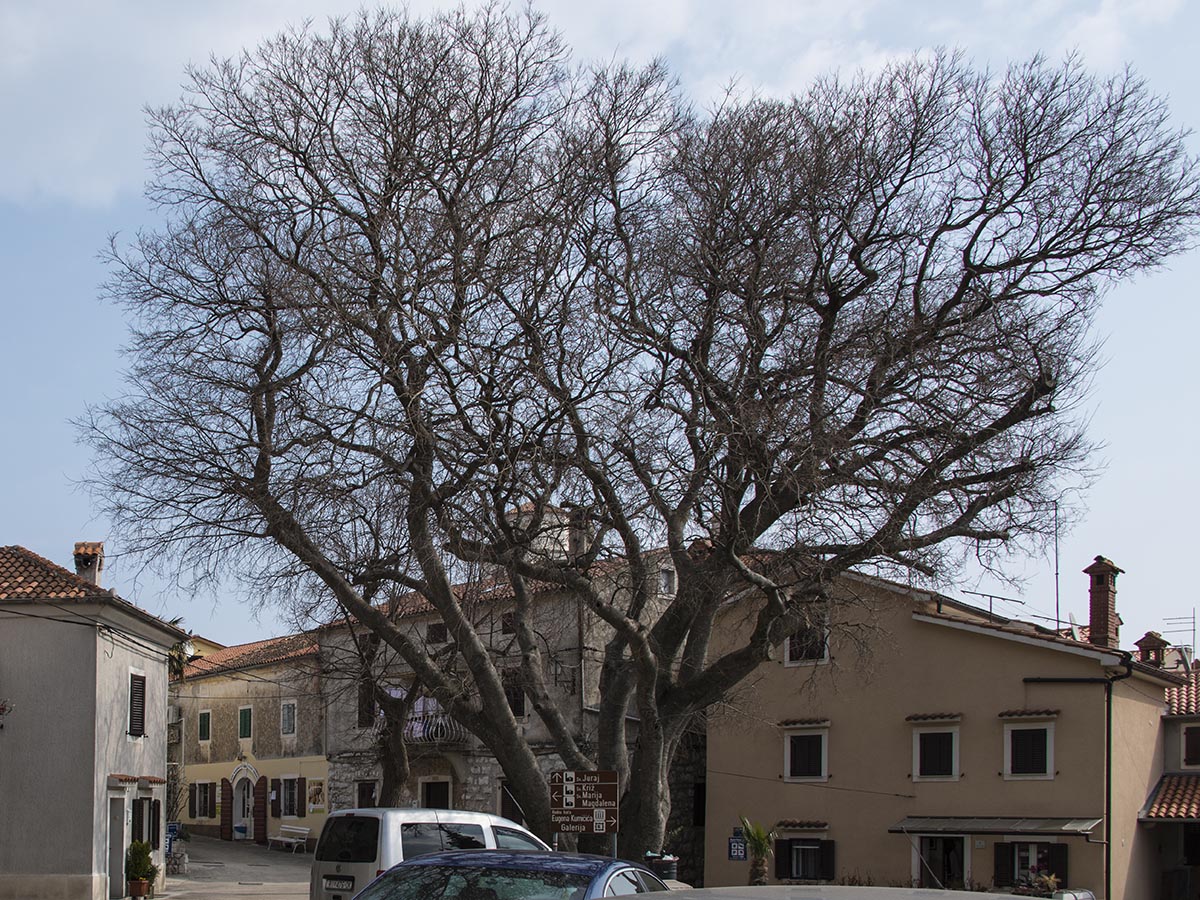 Zürgelbaum